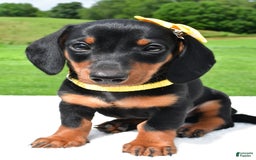 Miniature Dachshund dogs for sale: Harvey - Image 4
