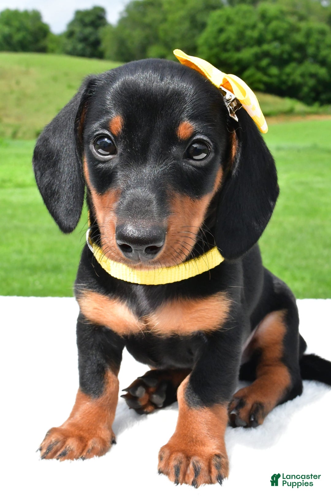 Miniature Dachshund dogs for sale: Harvey - Image 4