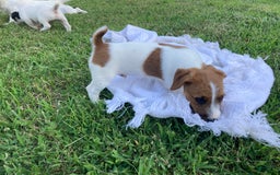 Jack Russell Terrier dogs for sale: Jed - Image 5