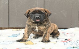 English Mastiff dogs for sale: Kayla - Image 1