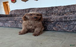 Goldendoodle dogs for sale: Ellie - Image 44