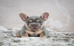 French Bulldog dogs for sale: Mason - Image 1