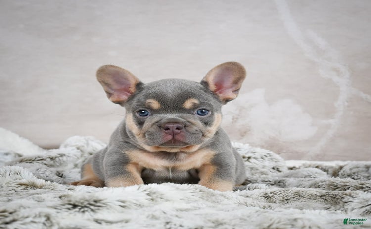 French Bulldog dogs for sale - Ad 1