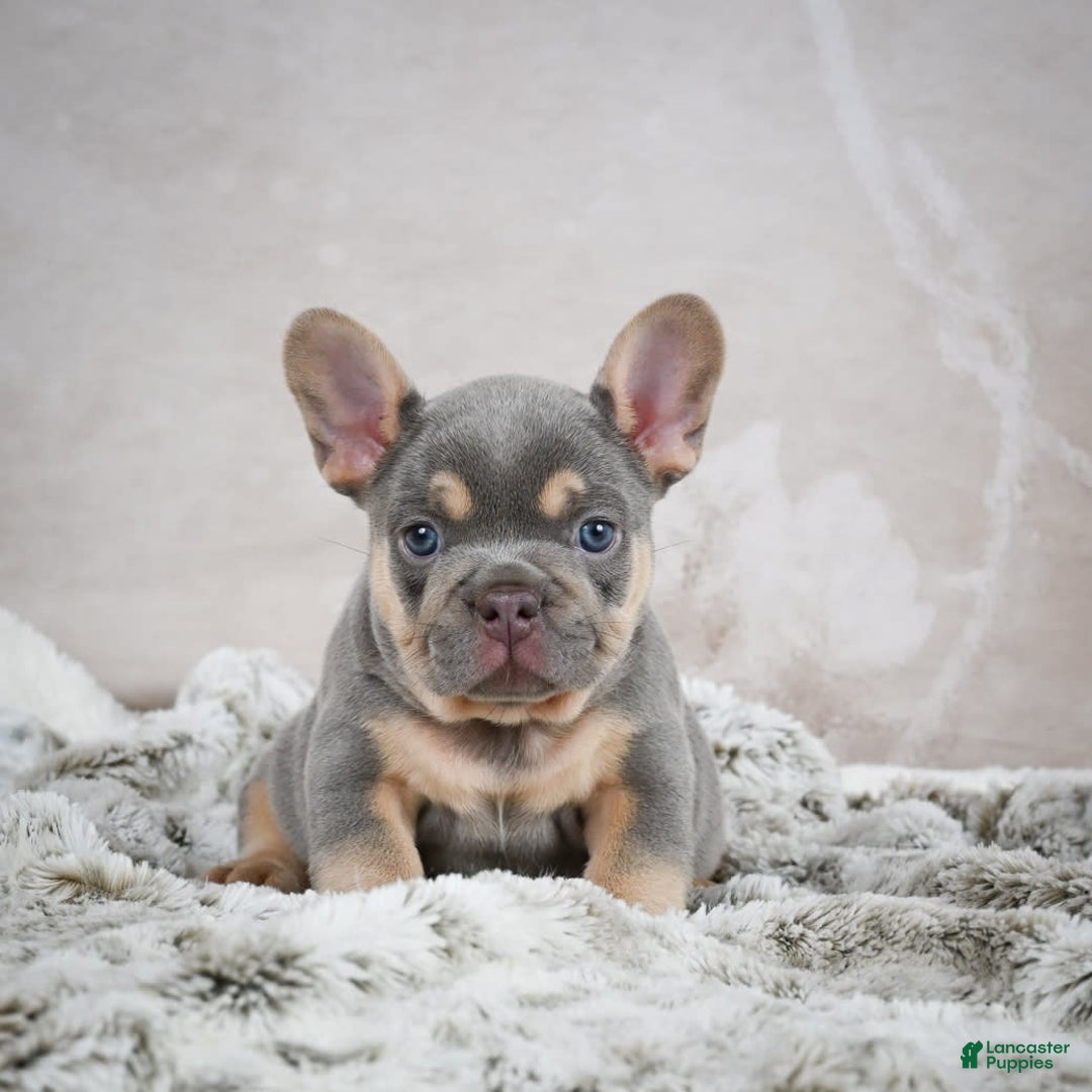 French Bulldog dogs for sale: Mason - Image 1