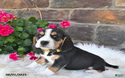 Beagle dogs for sale: Beagle 7 puppies - Image 14
