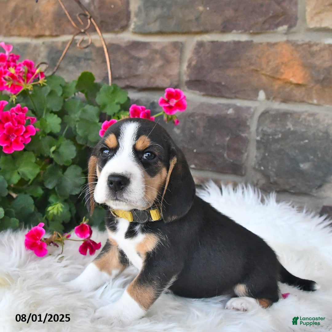 Beagle dogs for sale: Beagle 7 puppies - Image 14