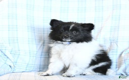 Pomeranian dogs for sale: Cody - Image 21
