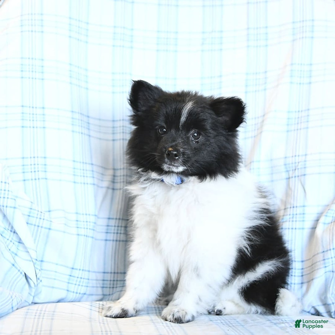Pomeranian dogs for sale: Cody - Image 21