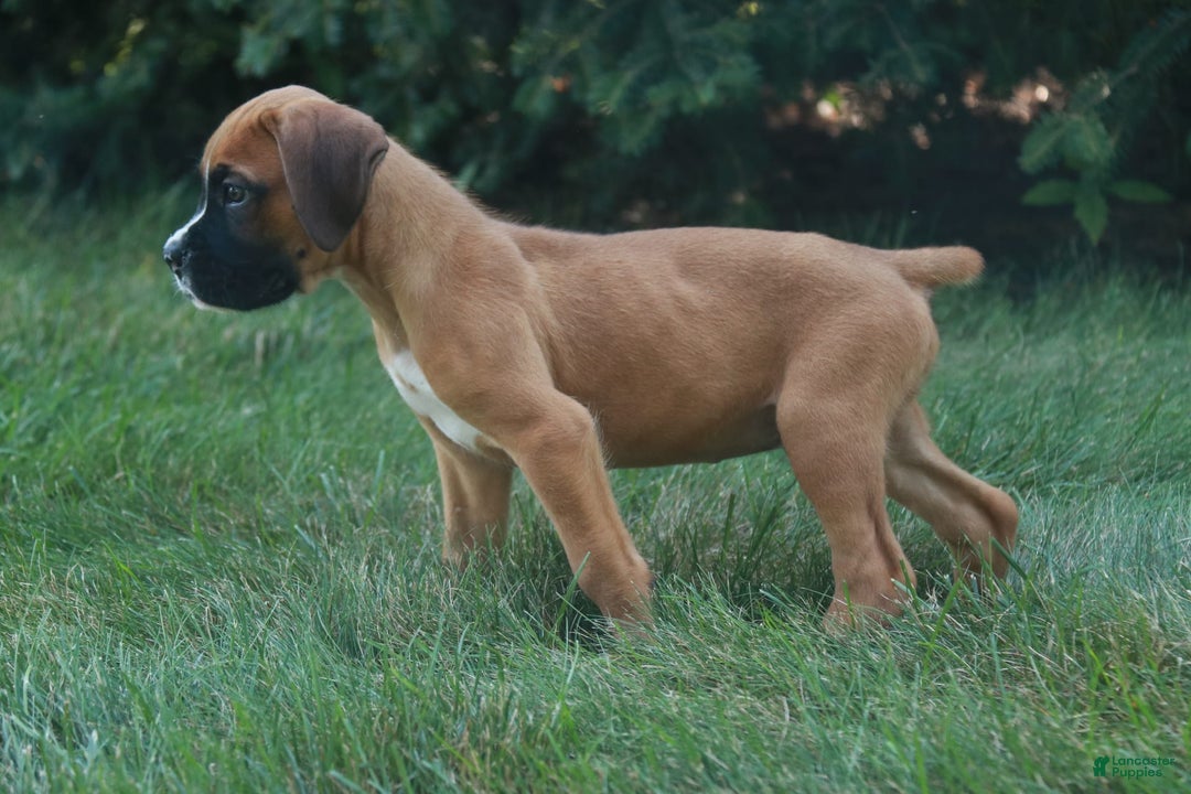 Boxer dogs for sale: Eli - Image 1