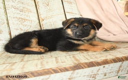 German Shepherd dogs for sale: Wilson - Image 5