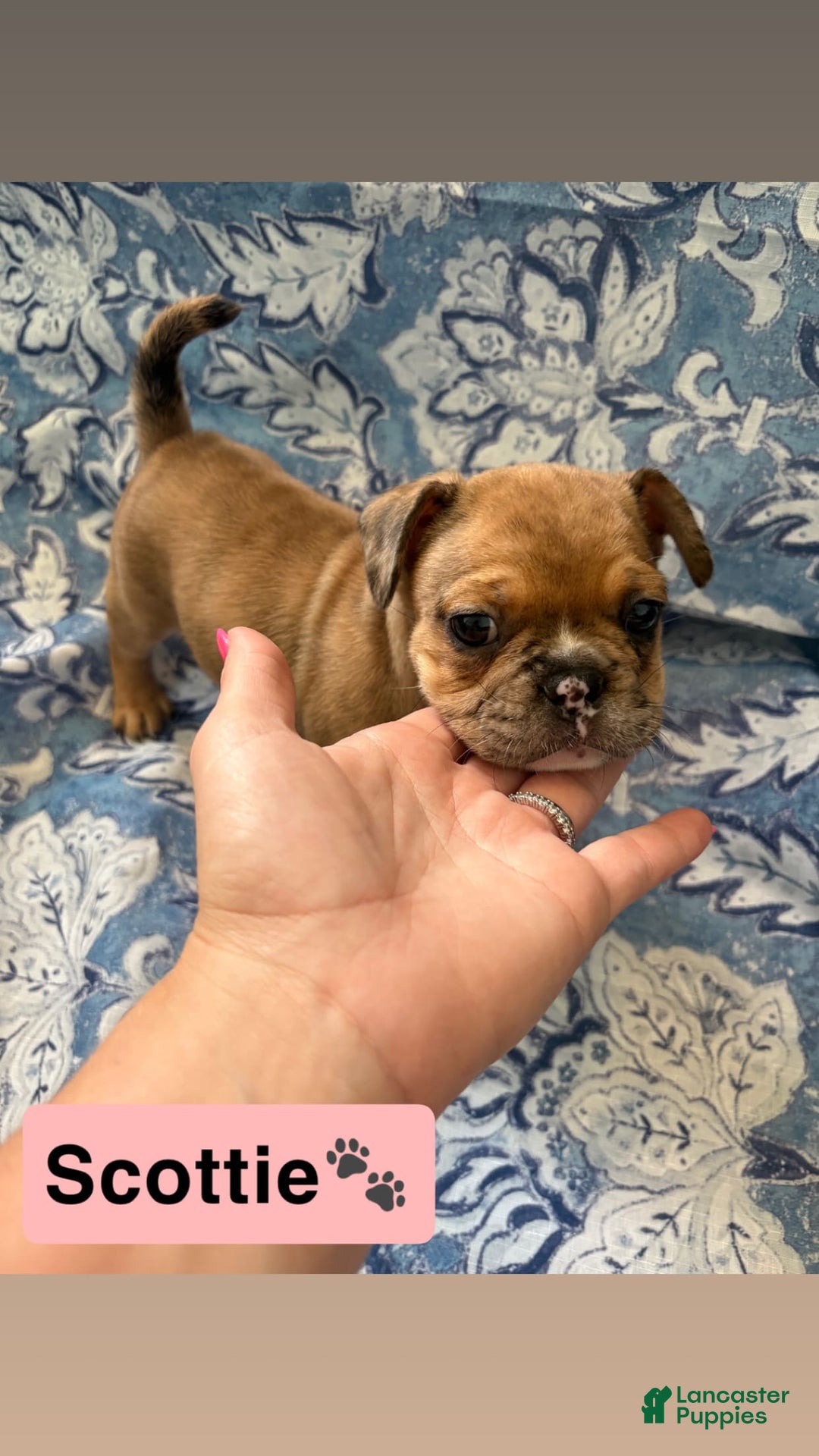 American Bully dogs for sale: Scottie - Image 2