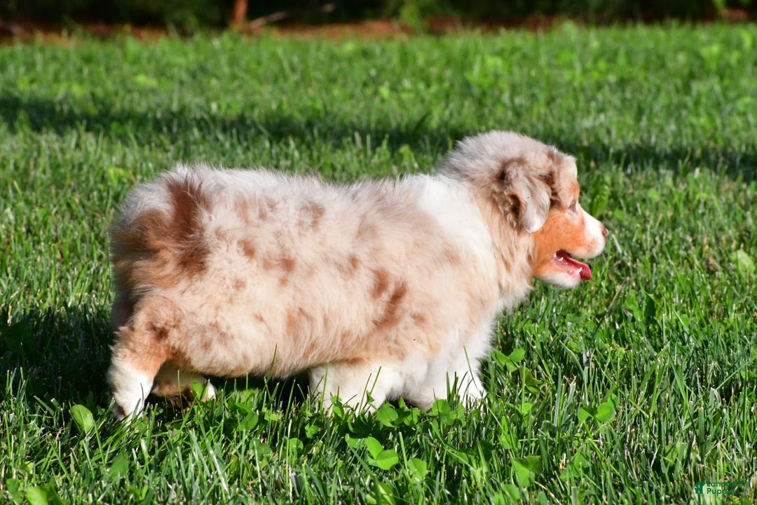 Australian Shepherd dogs for sale: Diesel - Image 8