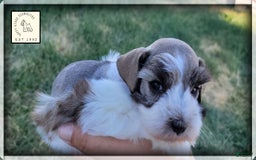 Miniature Schnauzer dogs for sale: Otis - Image 7