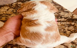 Cavalier King Charles Spaniel dogs for sale: Blenheim Boy - Image 2