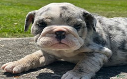 English Bulldog dogs for sale: Breezy - Image 1