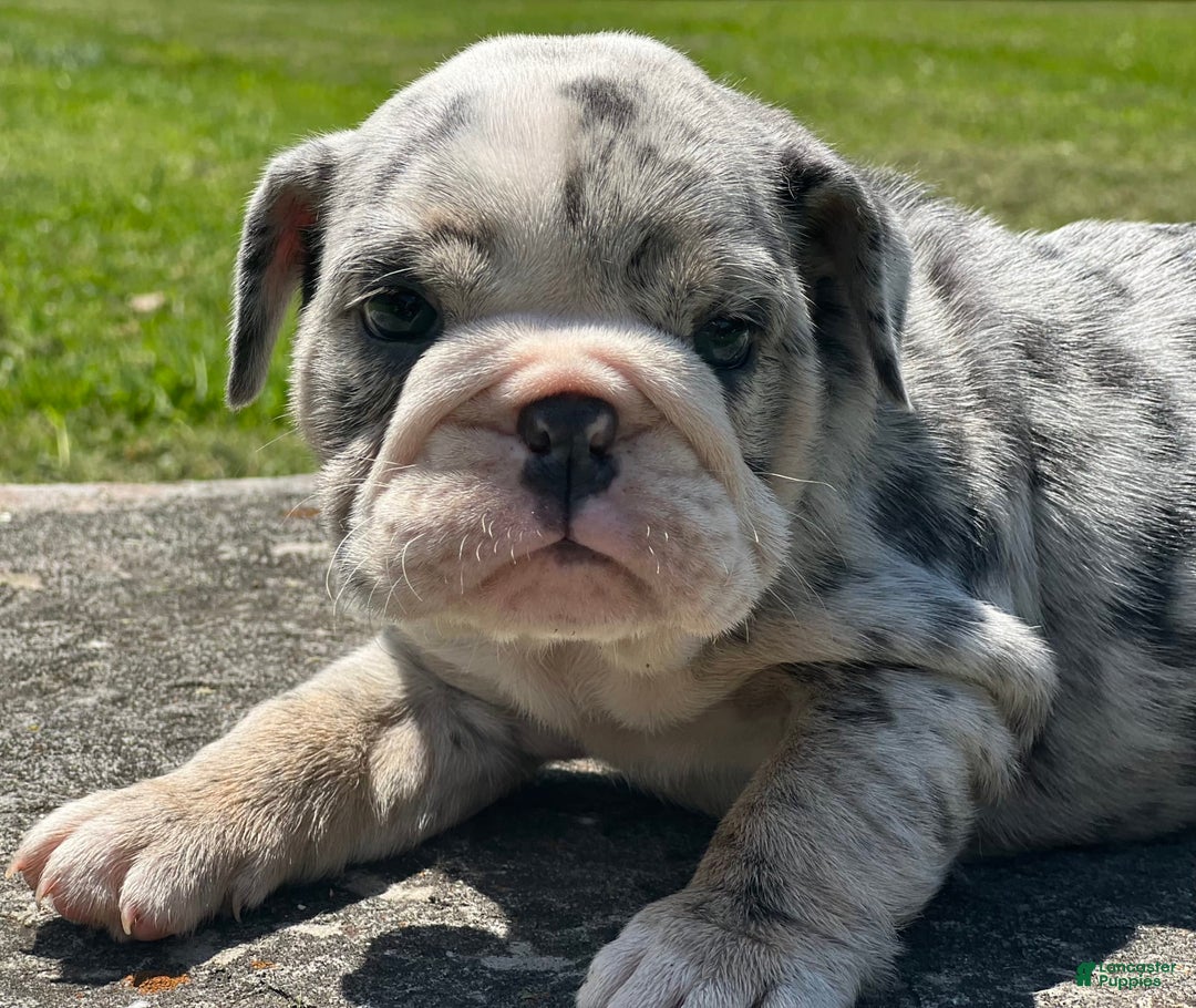 English Bulldog dogs for sale: Breezy - Image 1