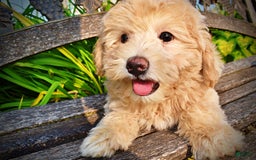 Havapoo dogs for sale: Wags - Image 11