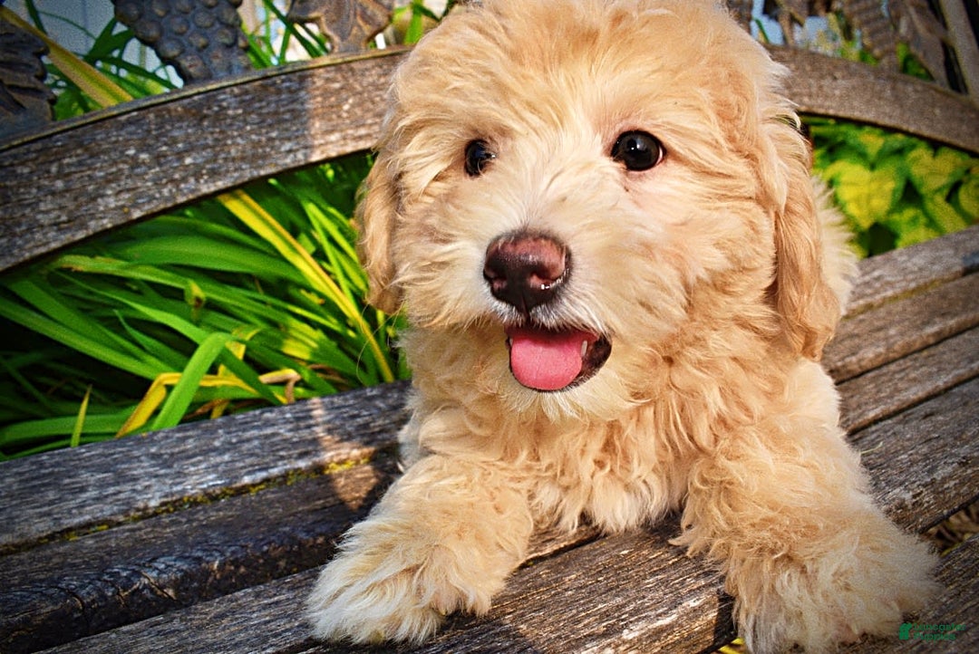 Havapoo dogs for sale: Wags - Image 11