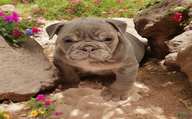 English Bulldog dogs for sale - Ad 5