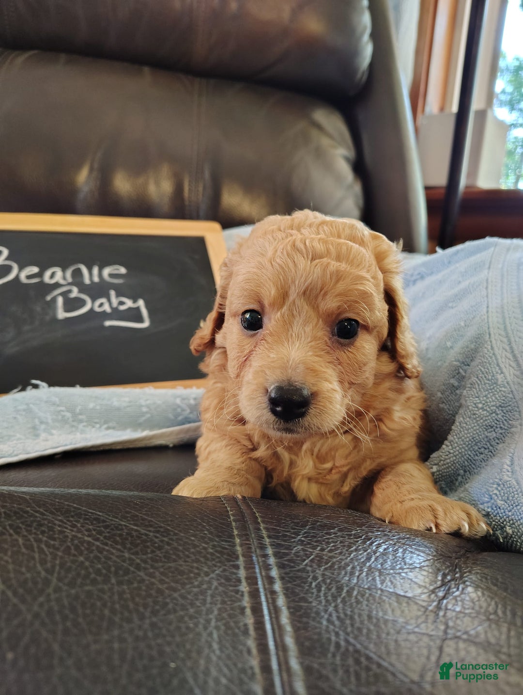Mini Goldendoodle dogs for sale: Beanie Baby - Image 6
