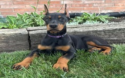 Doberman Pinscher dogs for sale: Selene - Image 6