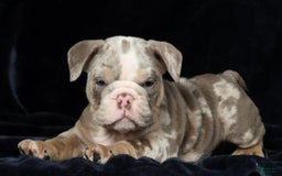 English Bulldog dogs for sale: Zeke - Image 8