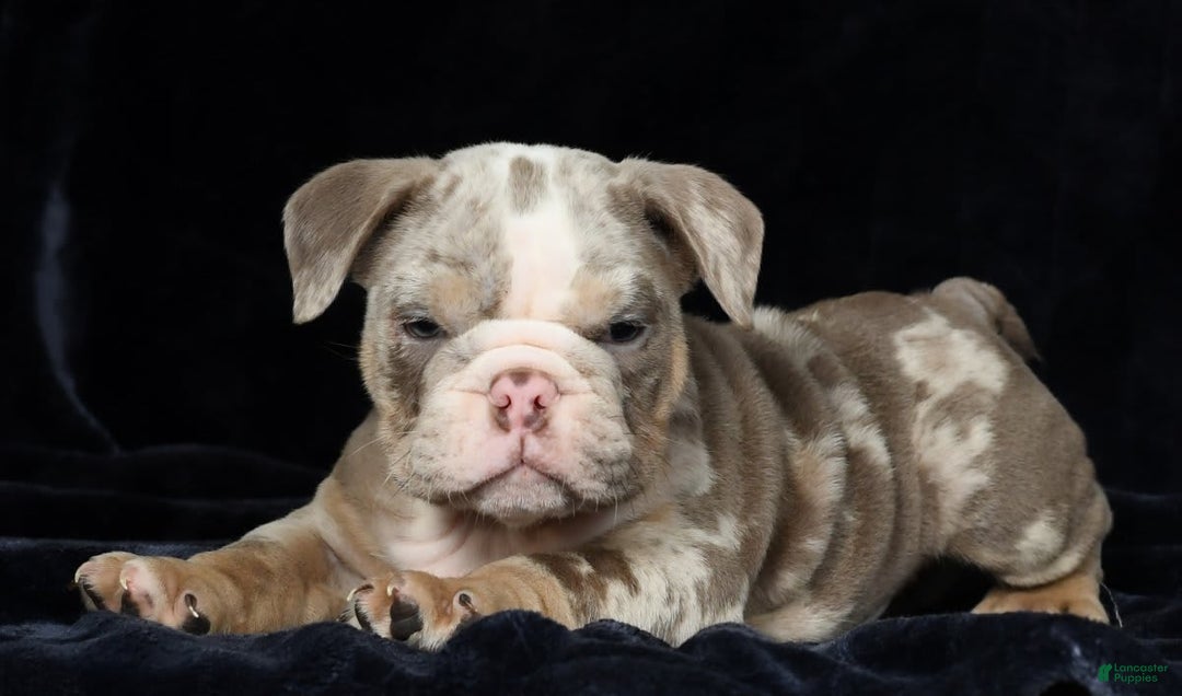 English Bulldog dogs for sale: Zeke - Image 8