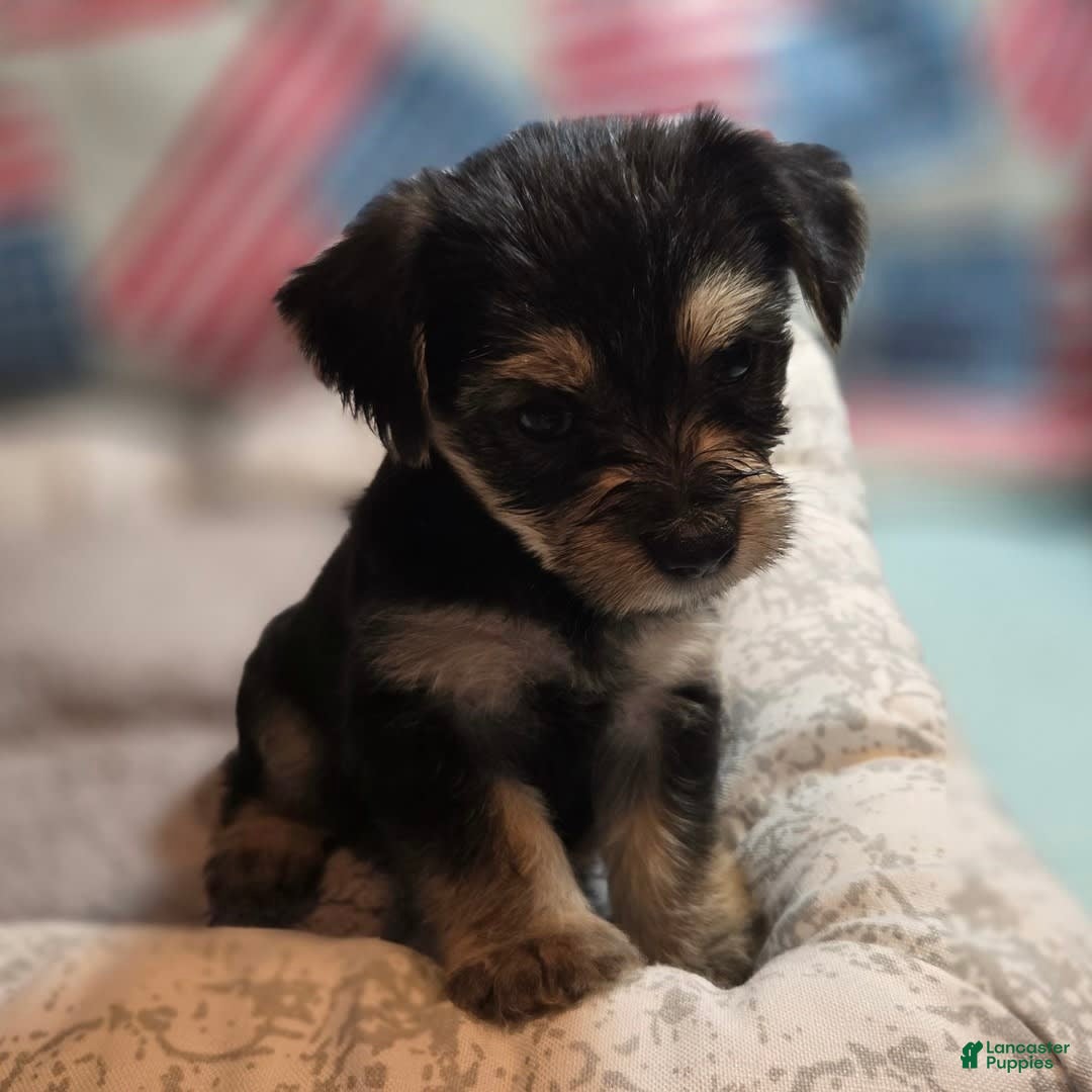 Morkie dogs for sale: Liliana - Image 1