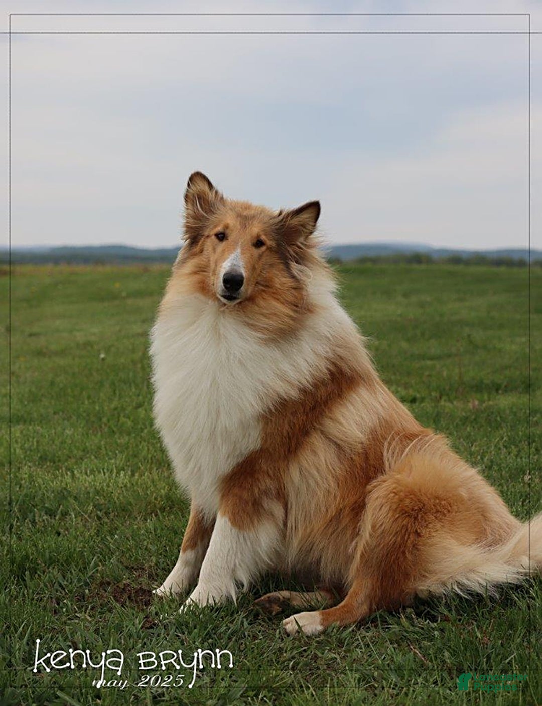 categoriesInfo:categoryAttributeOptions.pets.dogs.breed.roughCollie dogs for sale: Kenzie - Image 14
