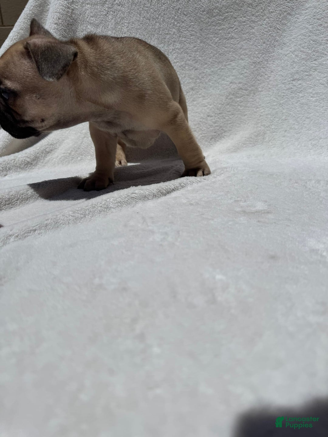 French Bulldog dogs for sale: Scooby - Image 4
