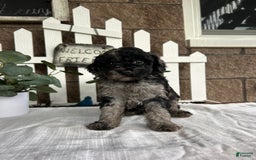 Miniature Poodle dogs for sale: Chloe - Image 3