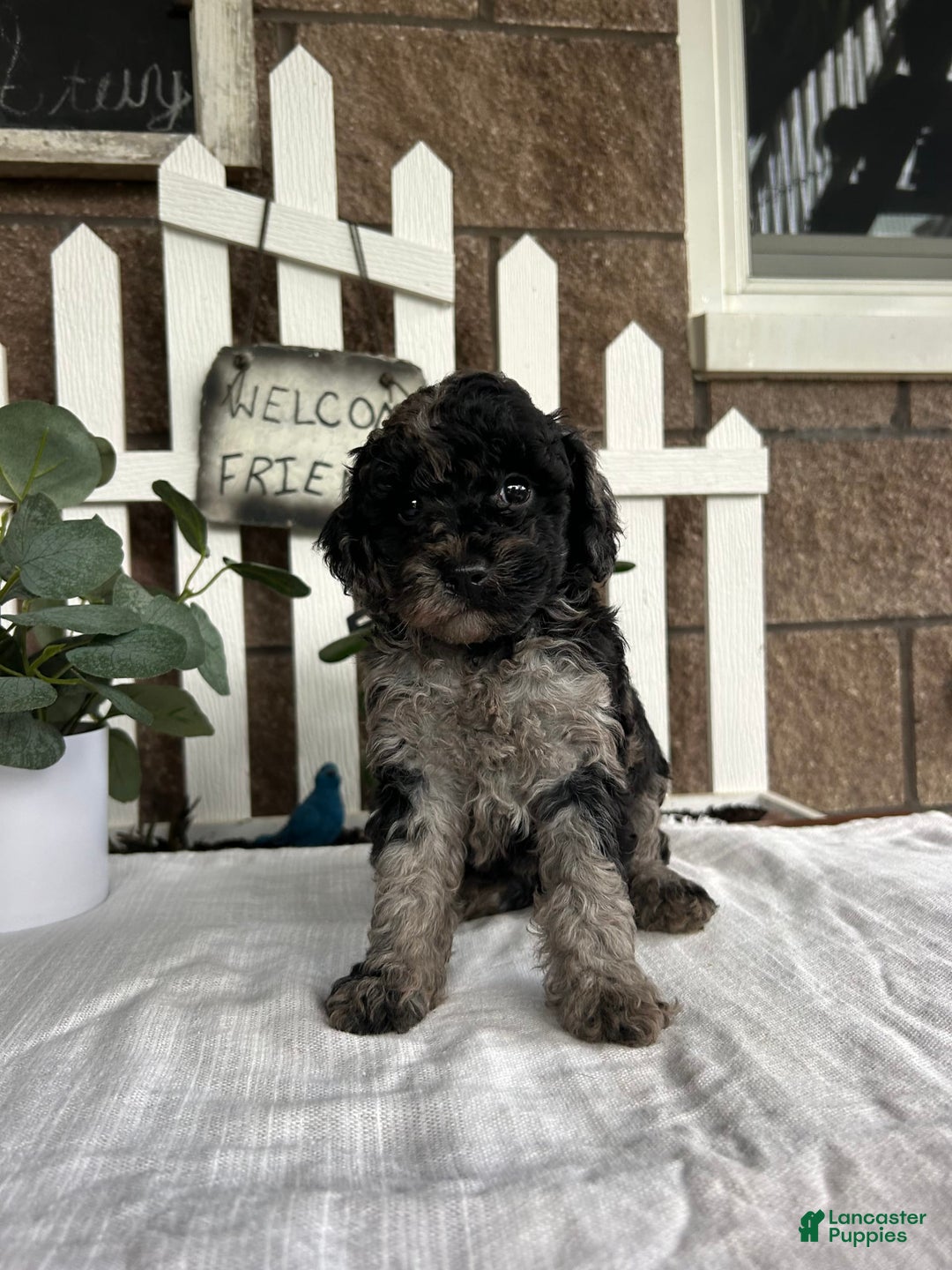 Miniature Poodle dogs for sale: Chloe - Image 3