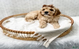 Cavapoo dogs for sale: Jackie - Image 6