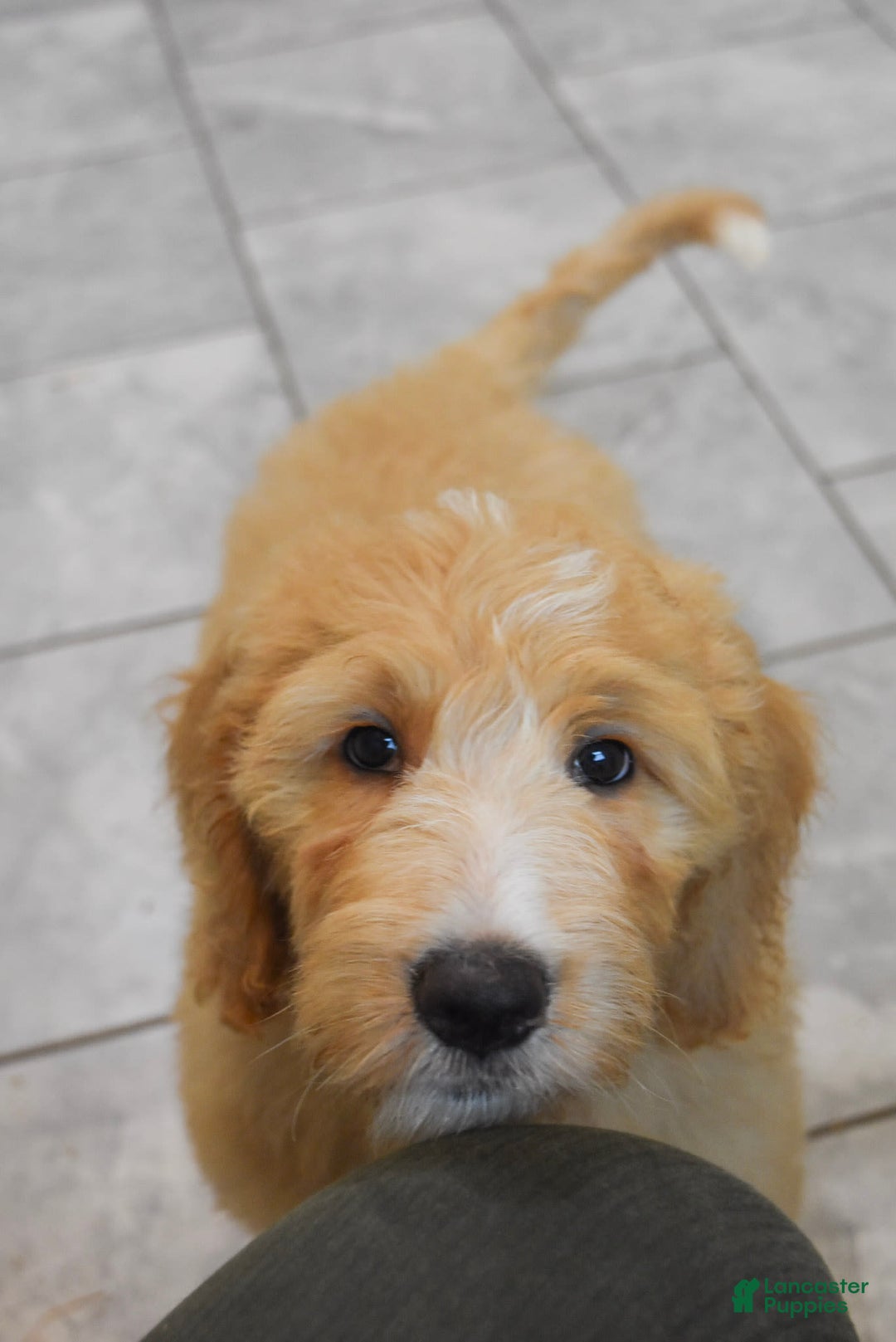 Goldendoodle dogs for sale: Sophie - Image 4