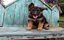 German Shepherd dogs for sale: Bailey - Image 7