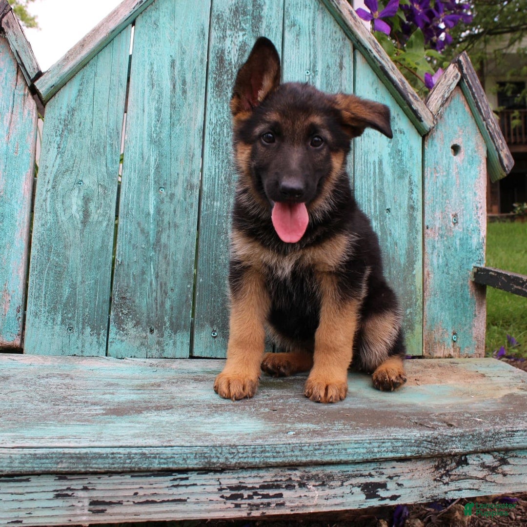 German Shepherd dogs for sale: Bailey - Image 7