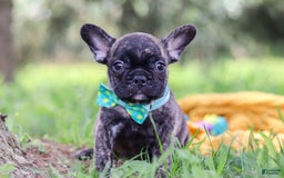 French Bulldog dogs for sale: Cade - Image 4
