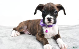 Boxer dogs for sale: Remi - Image 3