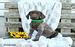 German Shorthaired Pointer dogs for sale: Lilly - Image 2