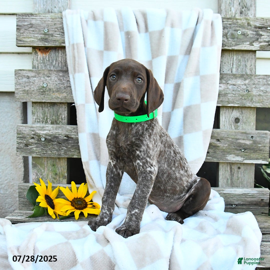 German Shorthaired Pointer dogs for sale: Lilly - Image 2