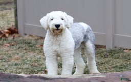Sheepadoodle dogs for sale: Leah - Image 9