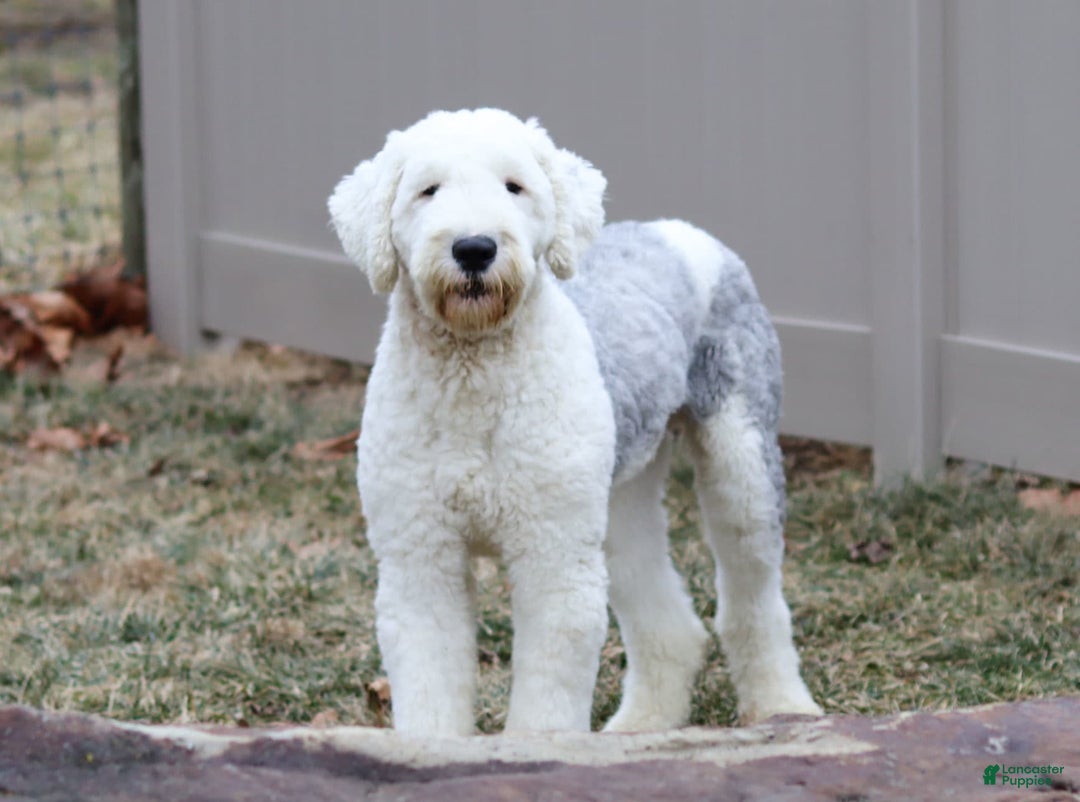 Sheepadoodle dogs for sale: Leah - Image 9