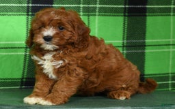 Cavapoo dogs for sale: Tonya - Image 4