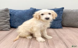 Mini Goldendoodle dogs for sale: Baxter - Image 4