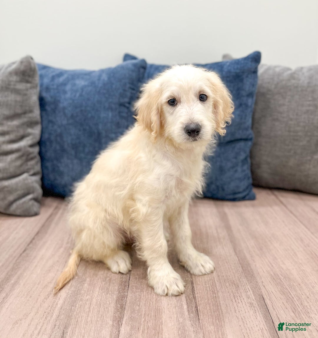 Mini Goldendoodle dogs for sale: Baxter - Image 4