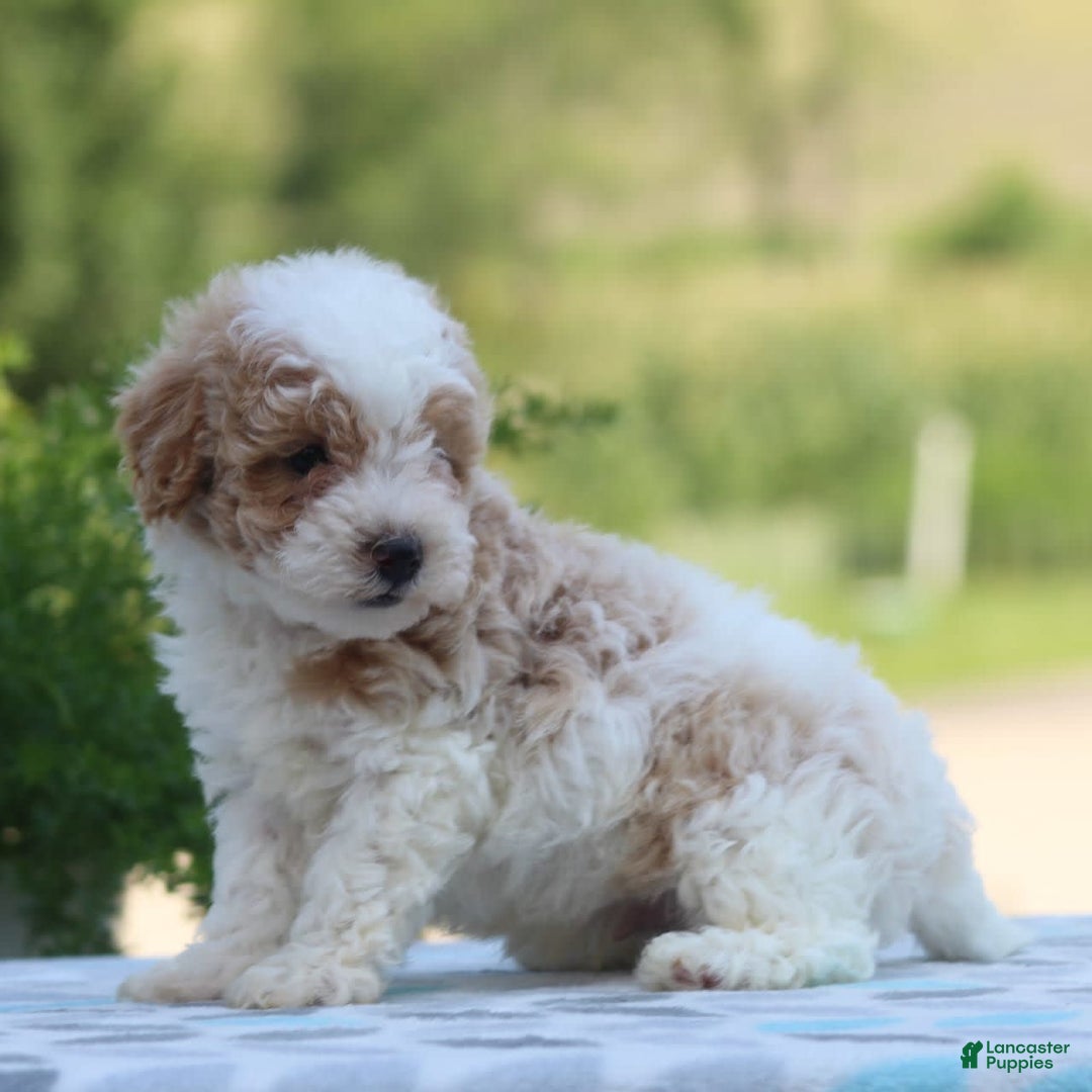 Maltipoo dogs for sale: Max - Image 4