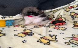 Pomeranian dogs for sale: Pebbles - Image 3