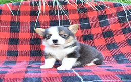 Welsh Corgi Pembroke dogs for sale: Sparky - Image 4