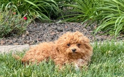 Maltipoo dogs for sale: Macon - Image 4