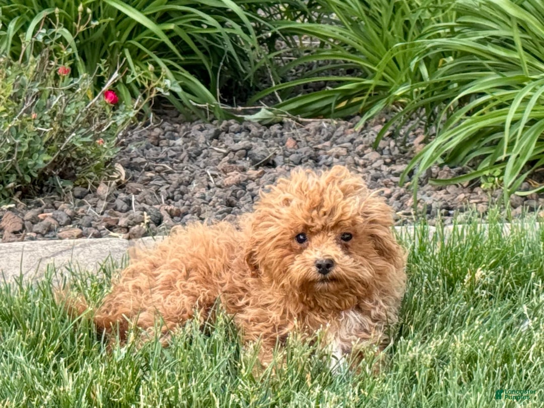 Maltipoo dogs for sale: Macon - Image 4